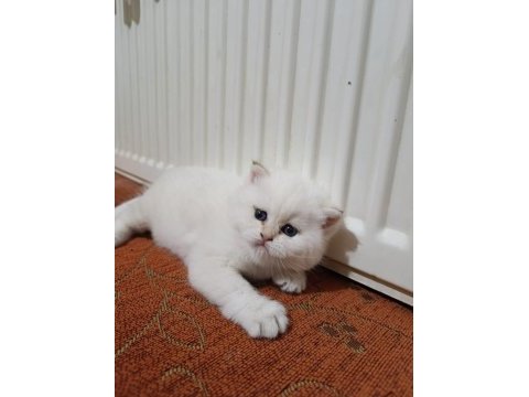 British shorthair 2,5 aylık