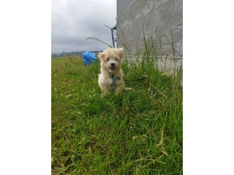 Sahibinden uyguna acil maltipoo