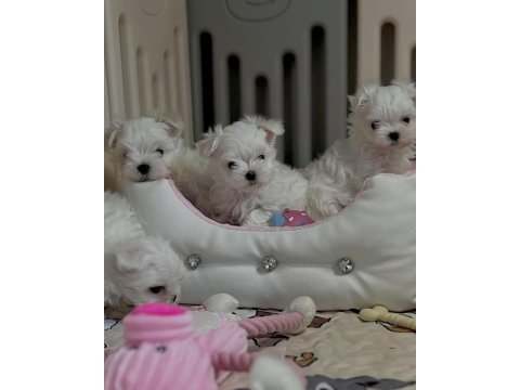 Maltese puppies 1 kg