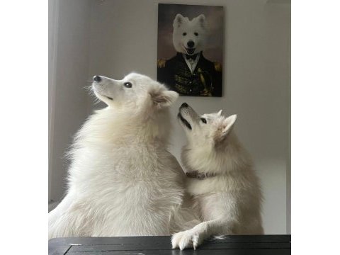 Safkan samoyed