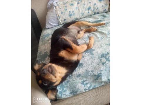 6 aylık erkek minyatür pinscher