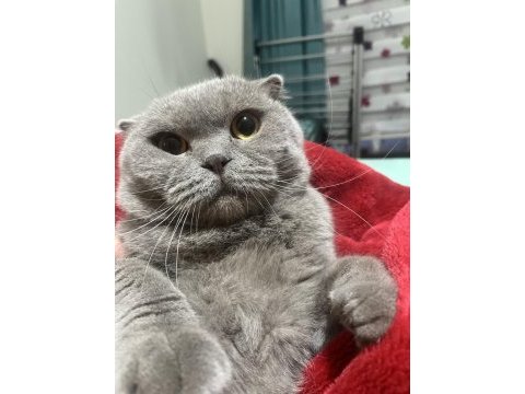 İki yaşındaki scottish fold oğlumuza ömürlük yuva arıyoruz