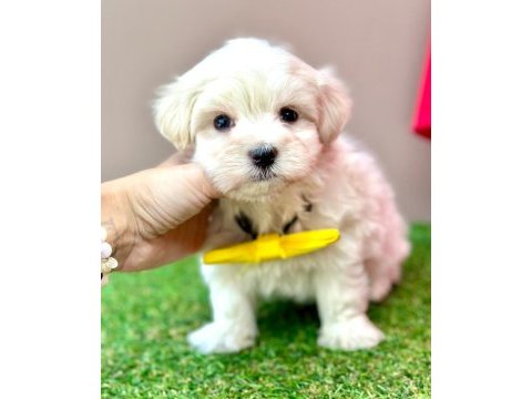 Safkan maltese terrier