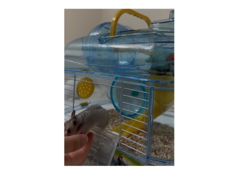 3 aylık suriye hamster sahiplendirme