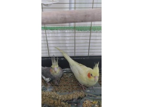 Grey ve lutino sultan papağanı