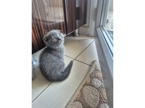 Scottish fold yavrumuz
