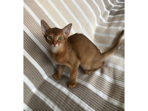 Safkan abyssinian yavrular