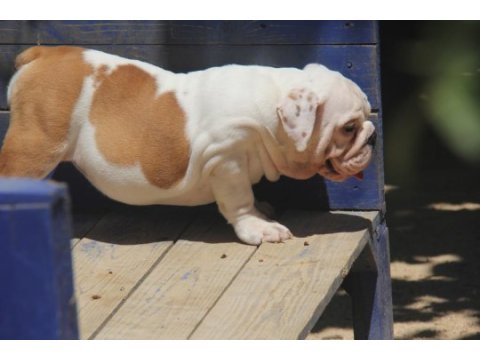 Şişko bulldog çocuk