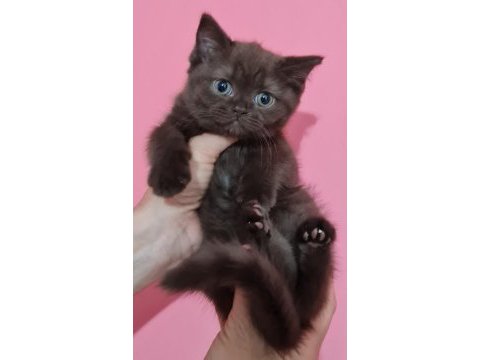 Sahibinden scottish fold yavrular
