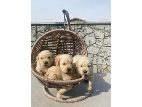 Baby face golden retriever