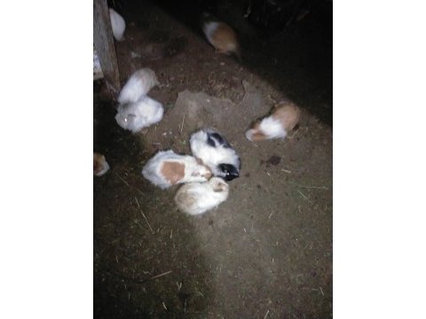 Büyük ve yavru guinea pig