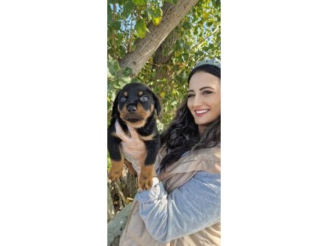 Rottweiler bebeğimiz