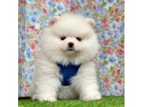 Sevimli pomeranian boo yavrularımız
