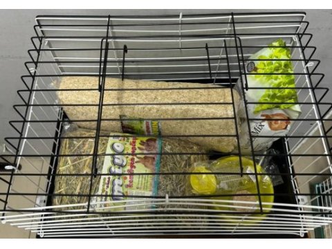 Ginepig yavrularımız gün içi gönderim sağlanmakta
