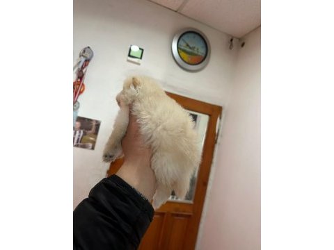Pomeranian boo