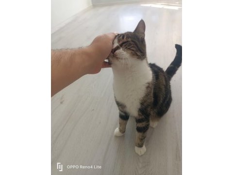 Çok iyi bir arkadaş kedimiz