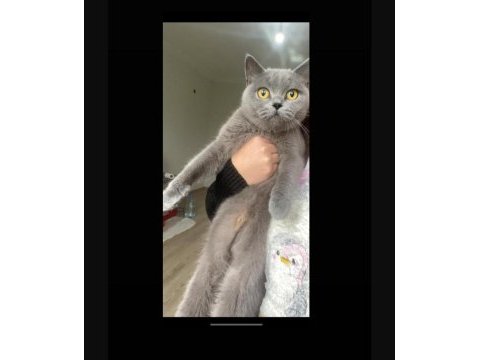 Asi ve tuvalet eğitimini tamamlanmış dişi british shorthair
