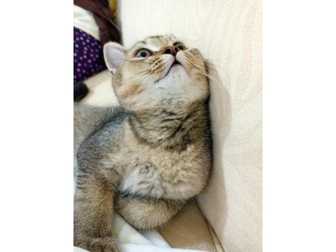 British shorthair 4 aylık
