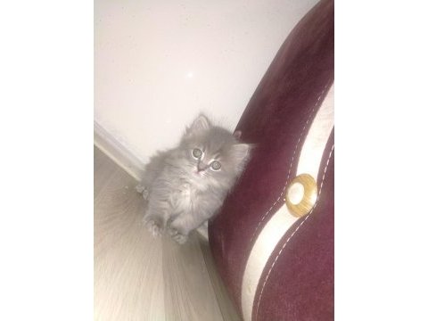 British longhair 60 günlük