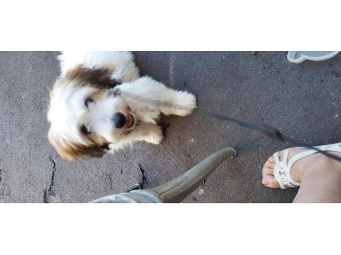 Havanese terrier 5 aylık
