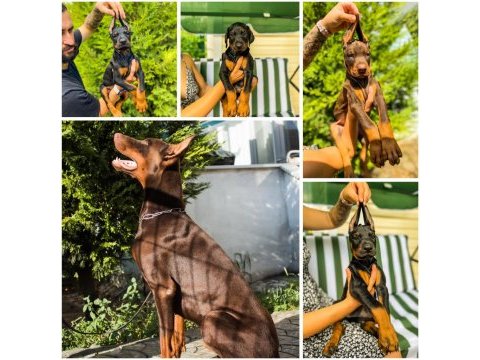 A kalite 45 günlük 5 kg doberman yavrular gönderim var