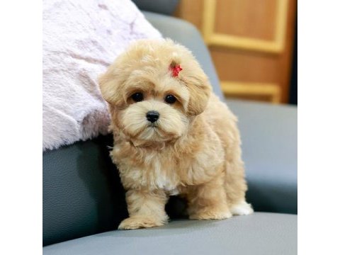 Antialerjik teacup maltıpoo bebeklerimiz