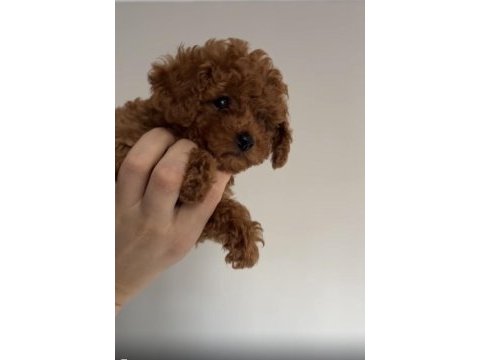 Bebekler gitmeye hazır poodle
