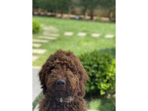 4 aylık erkek red brown (kızıl kahverengi) labradoodle