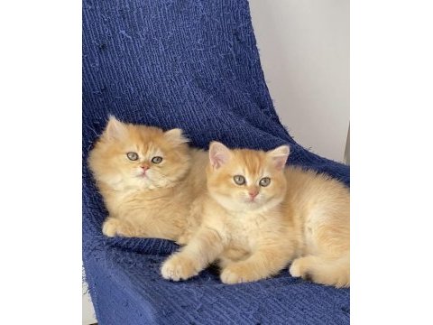 British golden ny 12 ve black golden