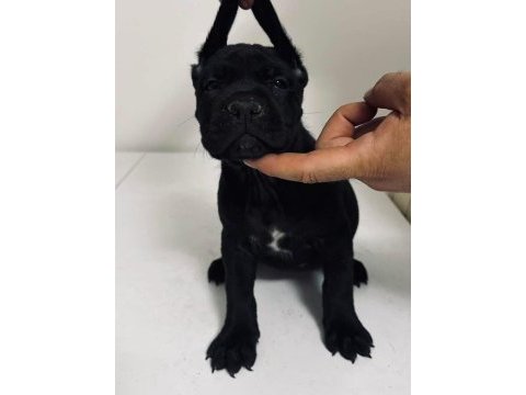 Cane corso yavru