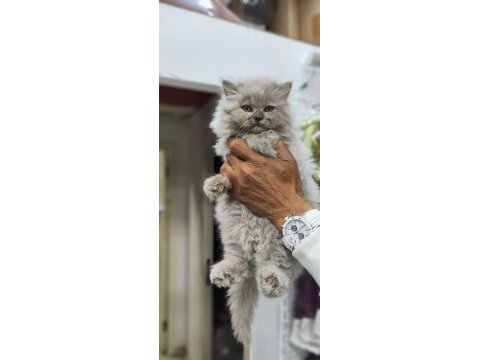 A kalite british longhair
