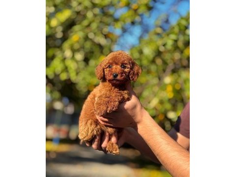 Dişi erkek safkan poodle
