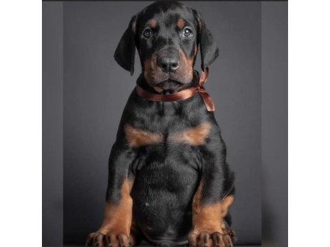 Muhteşem doberman bebekler güvenli kapıya teslim