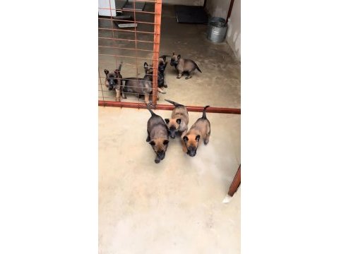 Belçika malinois yavruları