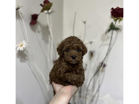 Kore teacup poodle yavrular