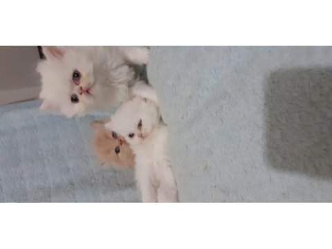 Safkan iran kedi yavrusu