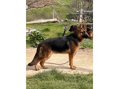 Safkan düşük bel şecereli alman çoban köpeği