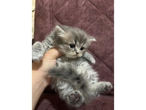 British longhair ve shorthair