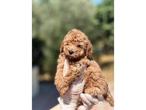 45 günlük orijinal toy poodle yavrumuz