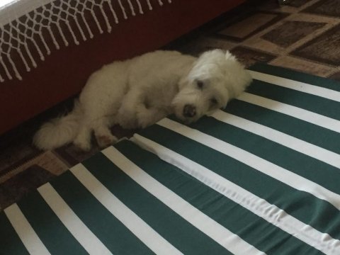 3 yaşında erkek maltese