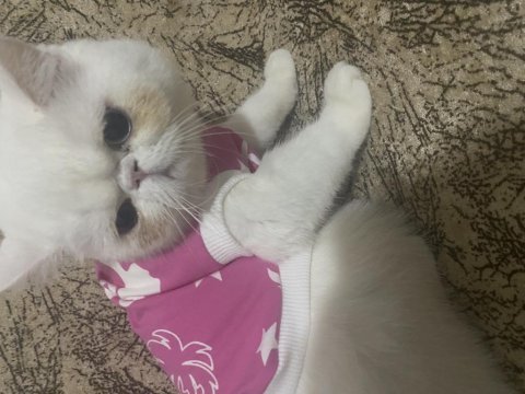 8 aylık dişi safkan exotic iran kedisi