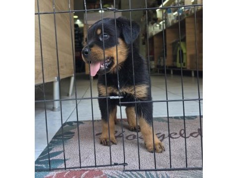 A kalite erkek rottweiler yavruları