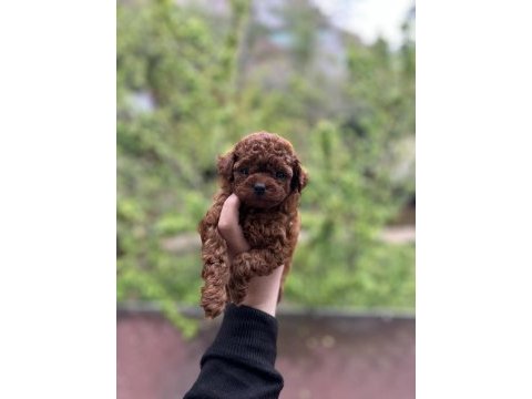 Harika dark brown poodle
