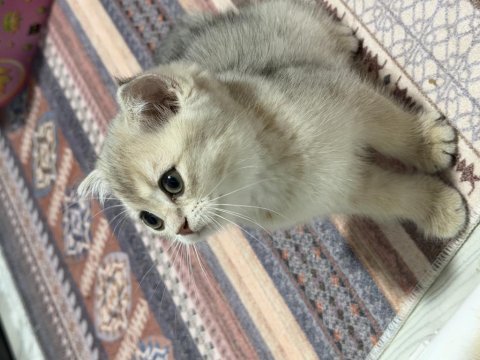 Tam oyuncu yavru british shorthair