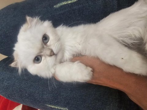 Yavru erkek kedimiz