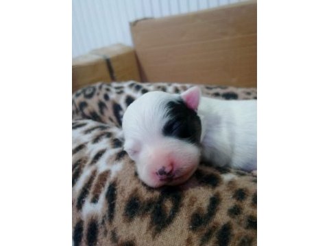 Jack russell terrier 40 günlük yavru