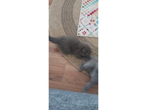 Scottish fold dişi çok tatlı şirin mi şirin