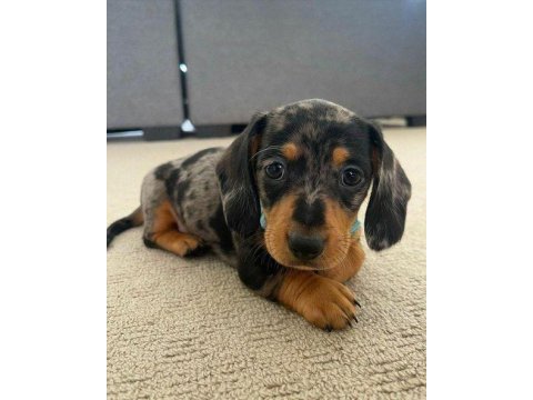 Dachshund (sosis) köpeği yavrular