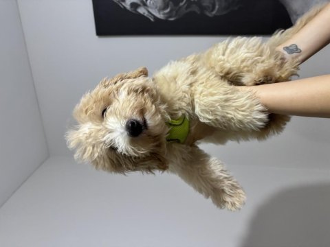 3.5 aylık maltipoo harika bir dişi