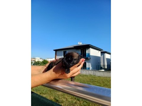 Üst düzey malinois kan hattına sahip rezerve açık